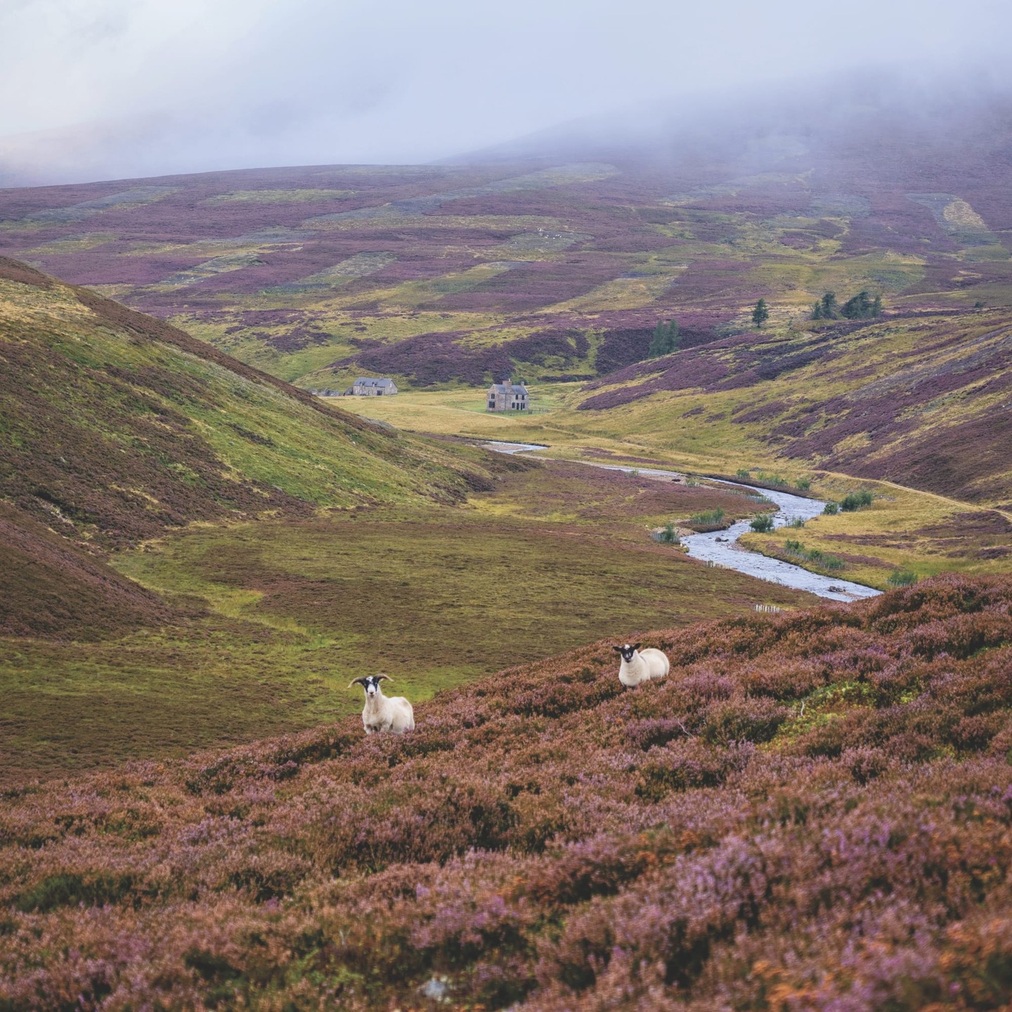 Amid tranquil landscapes near the Fife Arms and Gleneagles, fly-fishing in Scotland becomes a quiet escape from the everyday. It’s not just about the catch—it’s about being present. 🎣🌿
Reach out to plan your own peaceful Highland retreat:
(301) 662-8080
info.frederick@worldtravelservice.com
📷: Korena Bolding
#VirtuosoTravel
