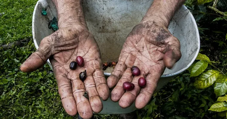 A Coffee Lover’s Travel Guide to Colombia